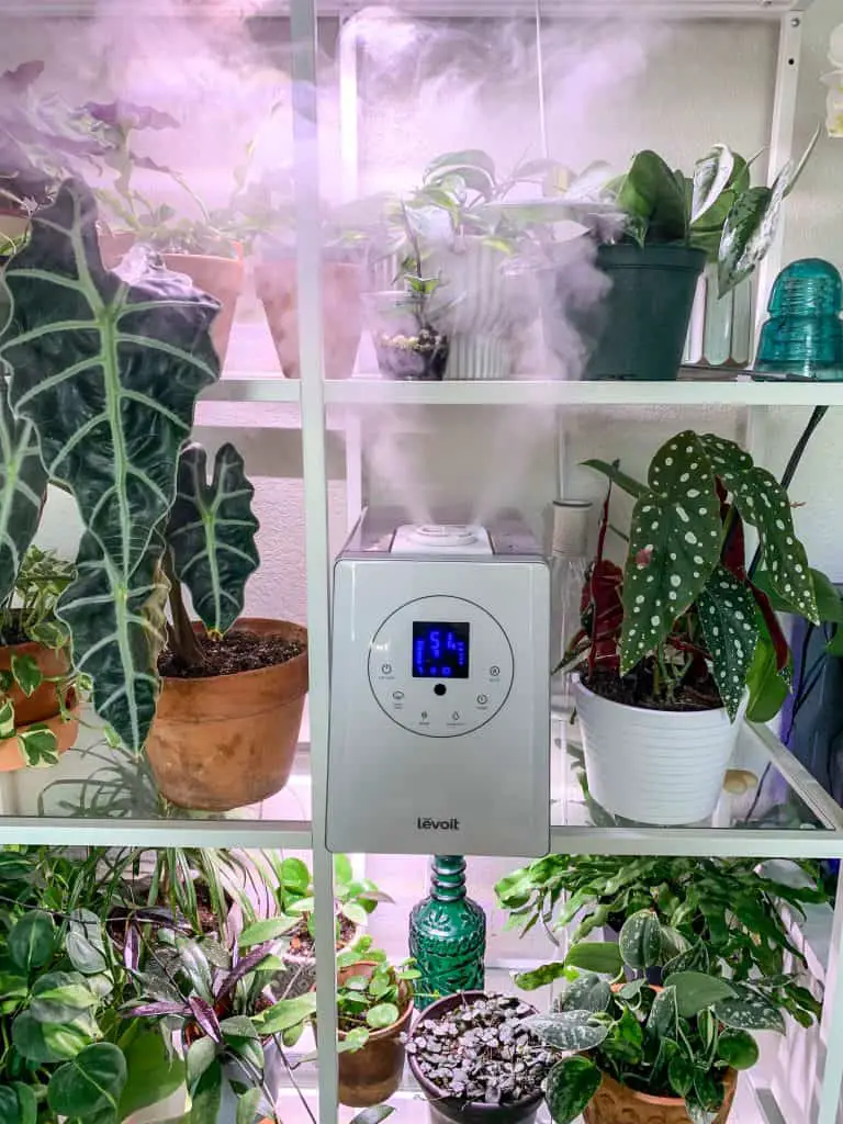 Best Humidifier for houseplants