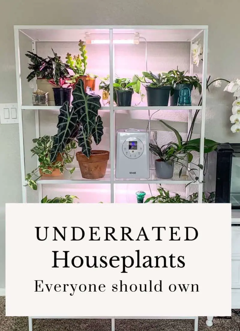 Underrated Houseplants Everyone Should Own