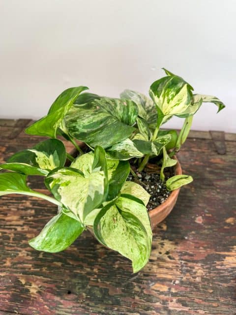 Underrated Houseplants Everyone Should Own - Kristina Oxford