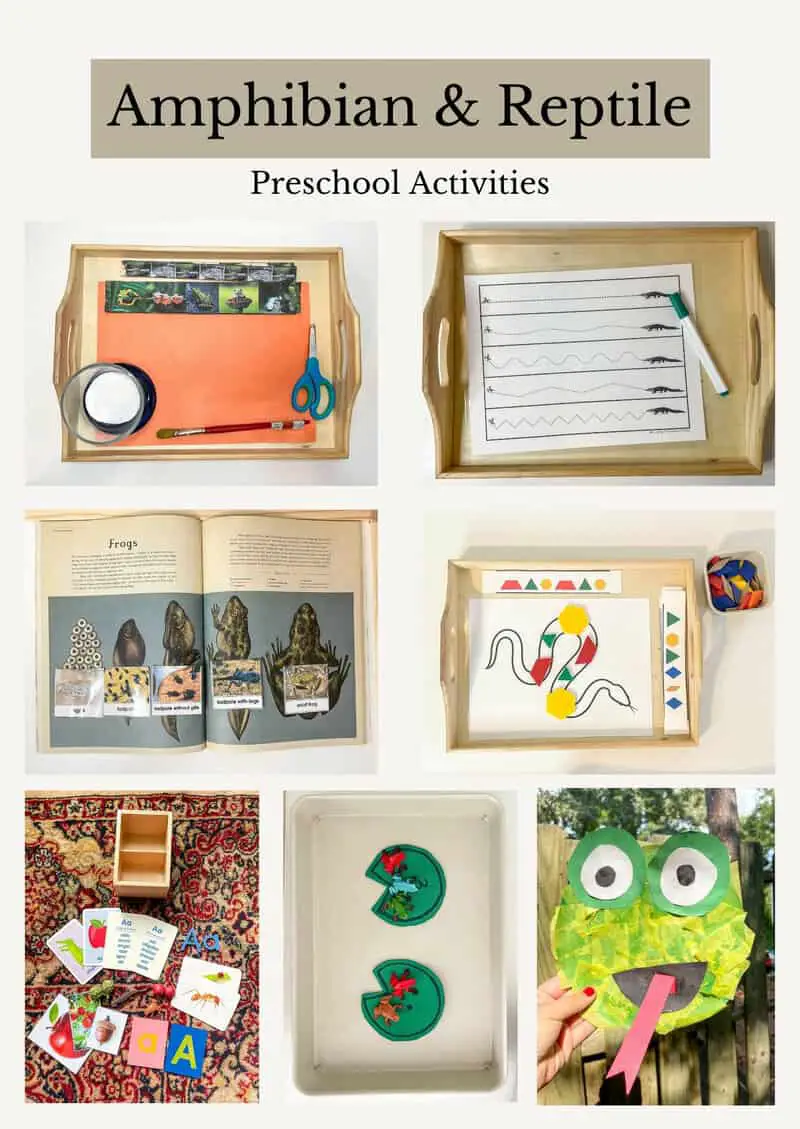 Reptile and Amphibian Preschool Activities Activities - Kristina Oxford