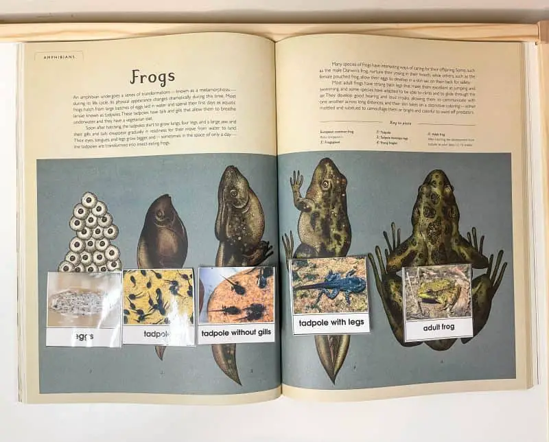 Life Cycle Matching activity of a frog.