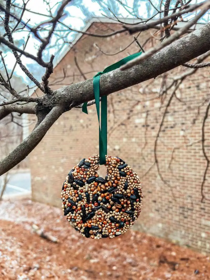 Birdseed ornament strung with a green ribbon hung on a branch