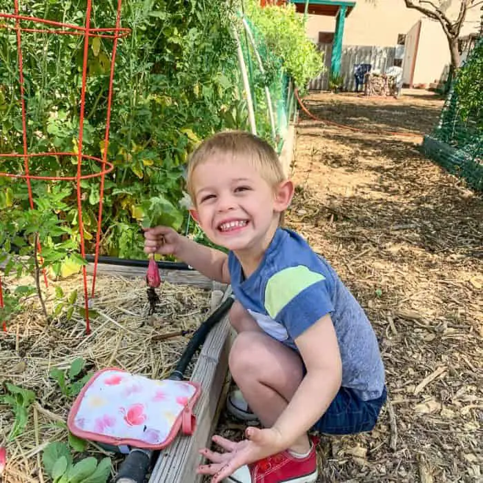 Toddler gardening and picking radishes