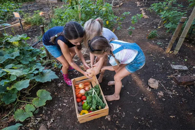 Children harvesting vegetables