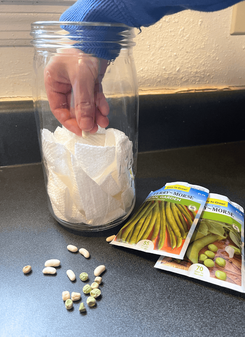 Setup of seed germination experiment of the Seed in a Jar Experiment. Child's hand placing a seed in the jar.