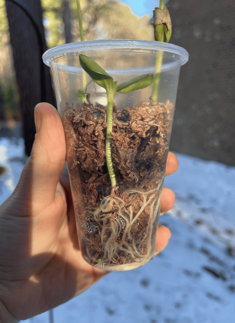 Seed Germination Experiment. Seed in a plastic cup rooted with sphagnum moss