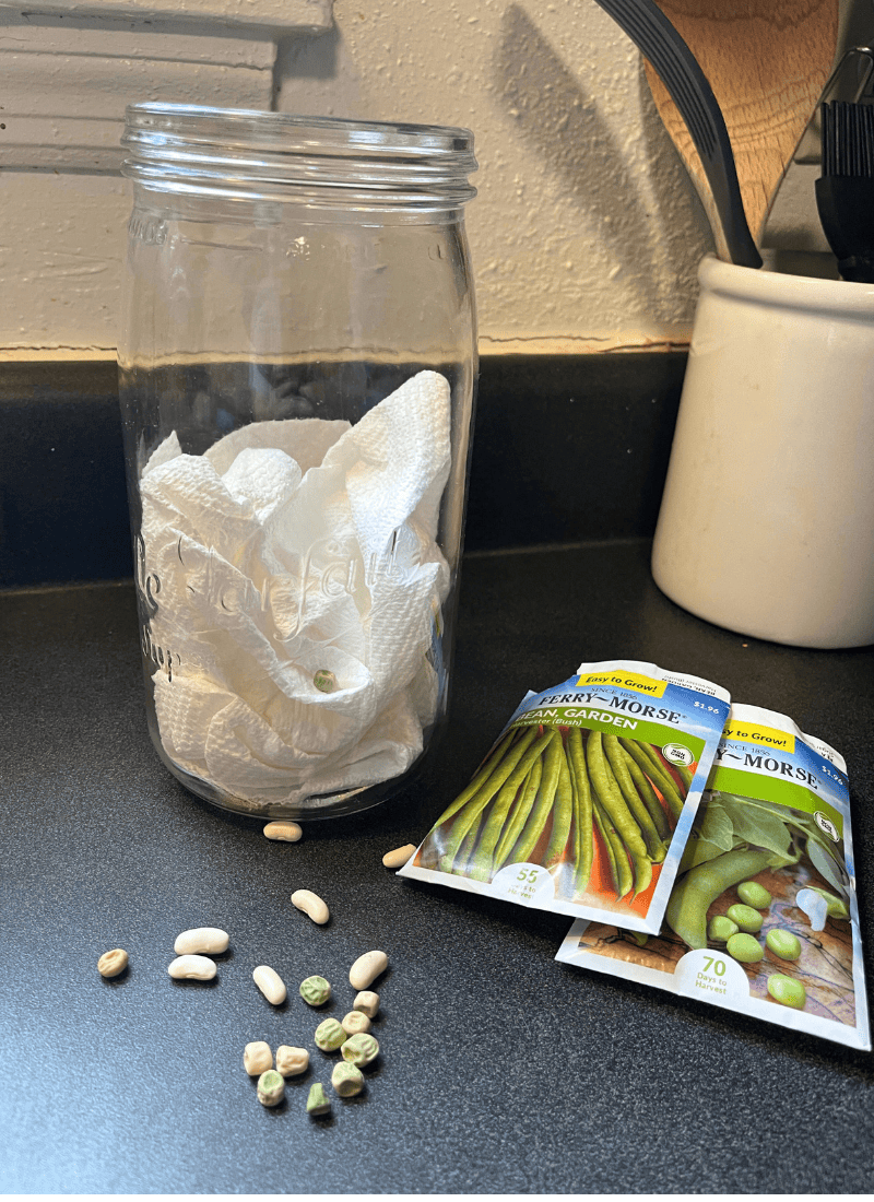 Set-up of seed germination experiment called "seed in a jar experiment" with a clear jar, a wet paper towel, and seeds.