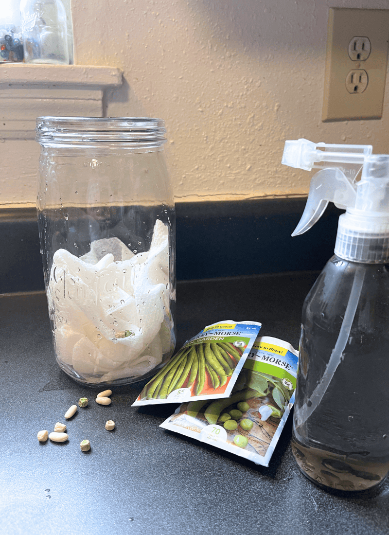 Set-up of Seed germination experiment called "seed in a jar experiment" with a clear jar, a wet paper towel, seeds, and a spray bottle.