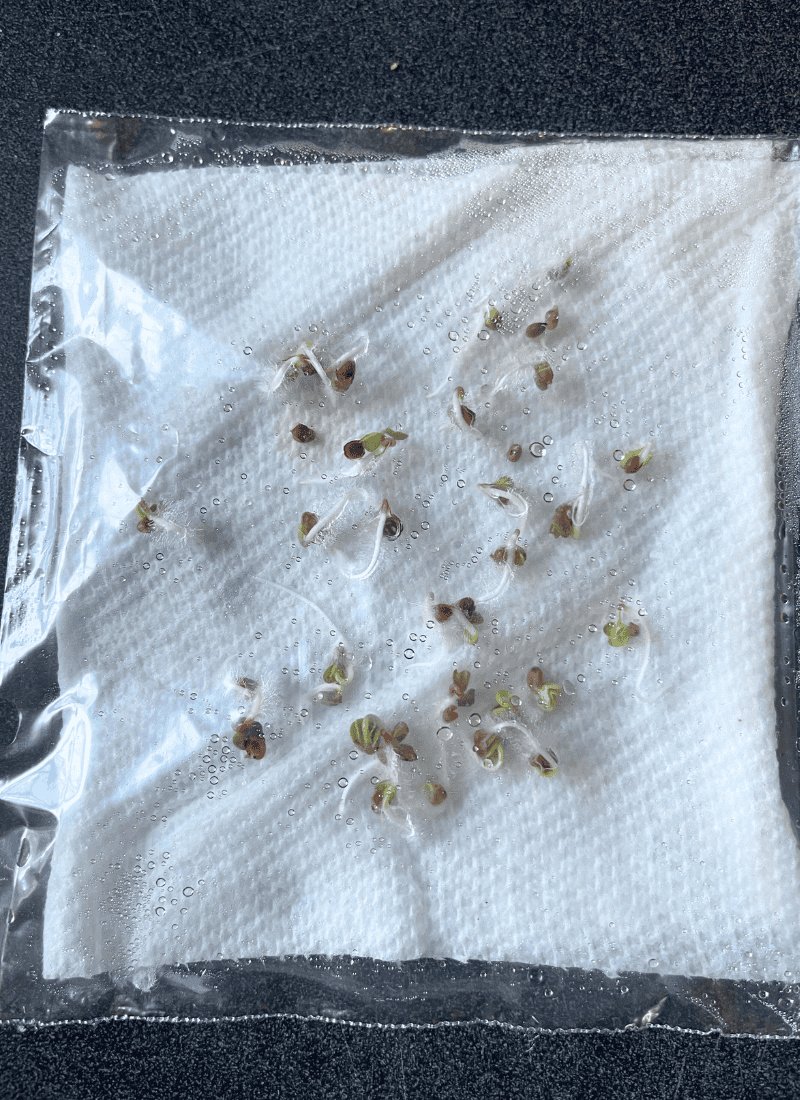Radish Seed Germination Experiments. Germinated radish seeds on a wet paper towel in a plastic bag.