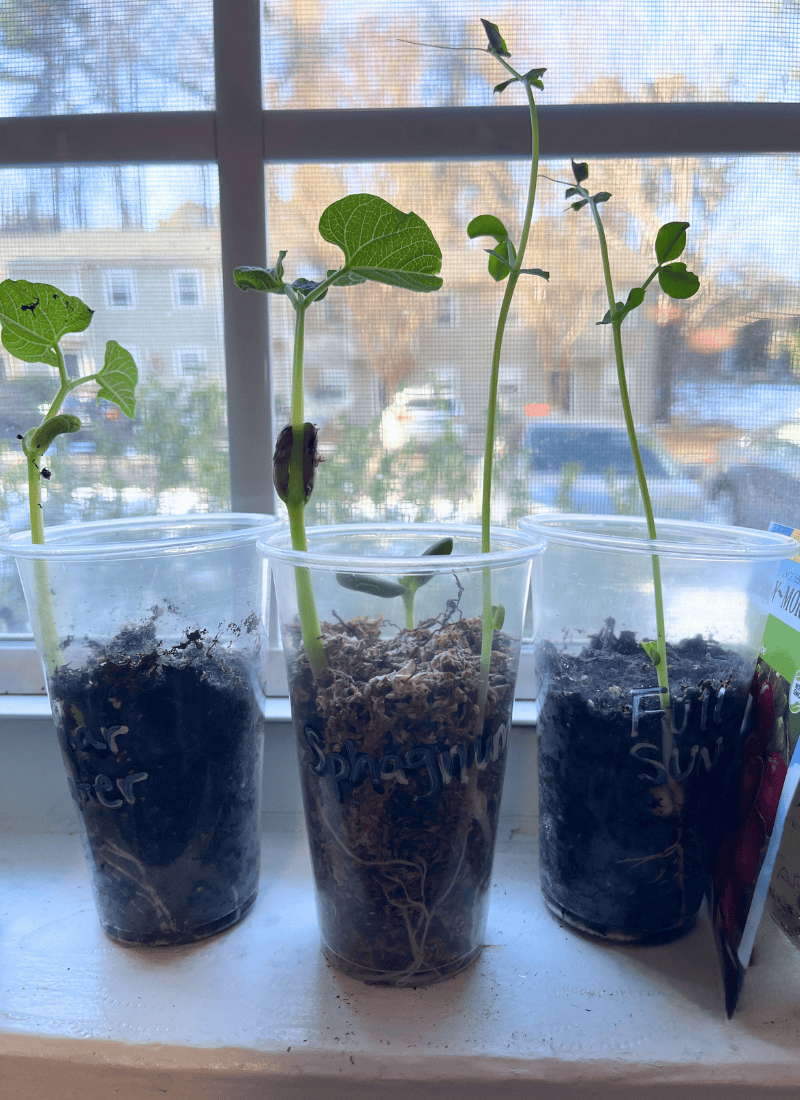 Set-up of Seed Germination Experiment. Three cups sitting on a windowsill with sprouts