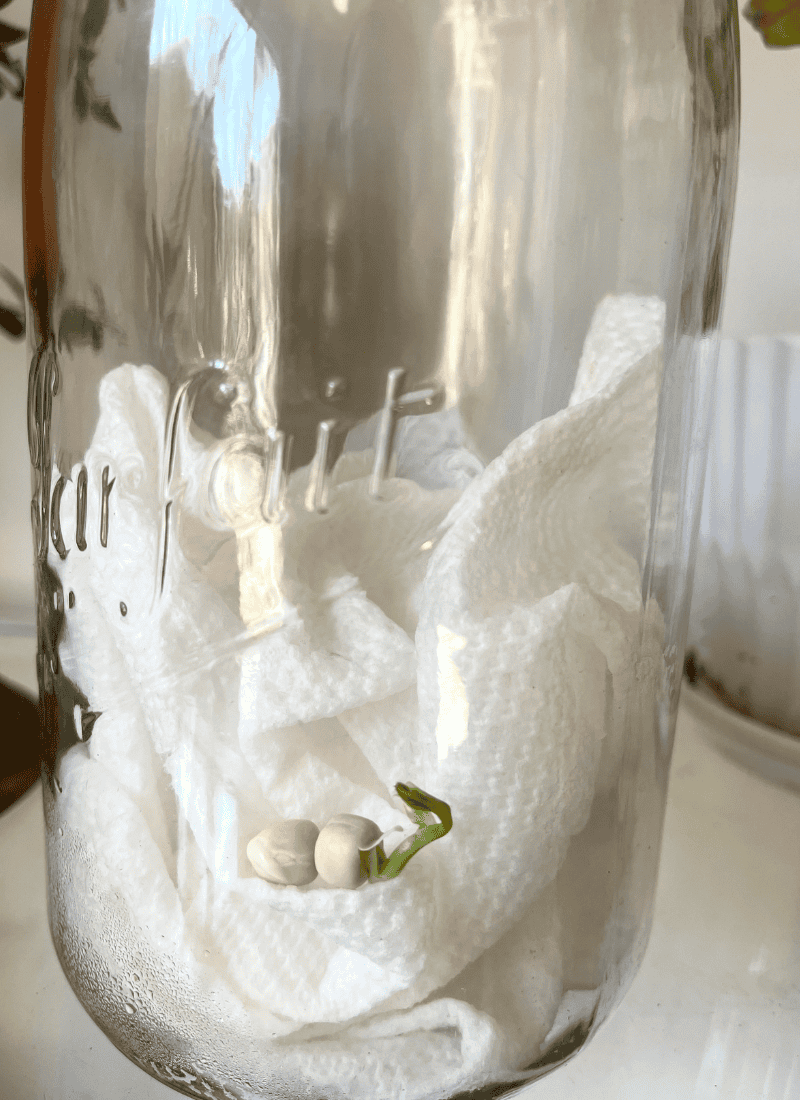Seed in a jar seed germination experiment with a pea seed sprouting.