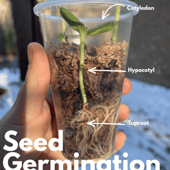 Seed Germination Experiments