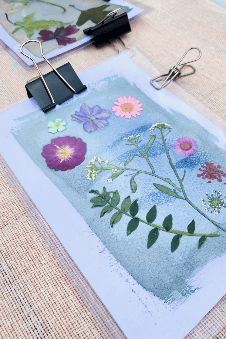 Pressed flowers on sun print paper, creating a cyanotype