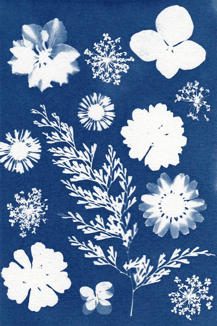 Floral sun print art