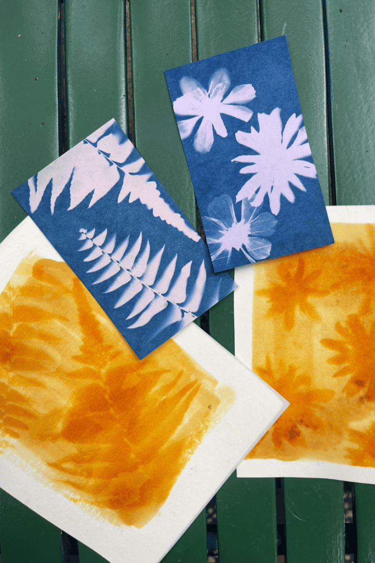 Cyanotype and anthotype using tumeric prints