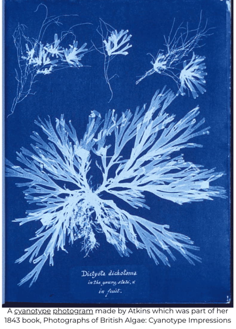 Cyanotype Print By Anna Atkins of algae